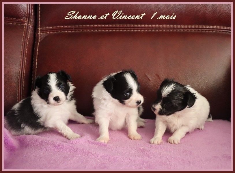 du Pre Mely de Laureden - LES BEBES DE SHANNA ET VINCENT