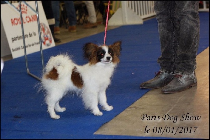du Pre Mely de Laureden - le Paris Show Dog