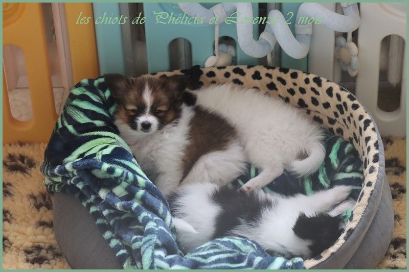 chiot Epagneul nain Continental (Papillon) du Pre Mely de Laureden