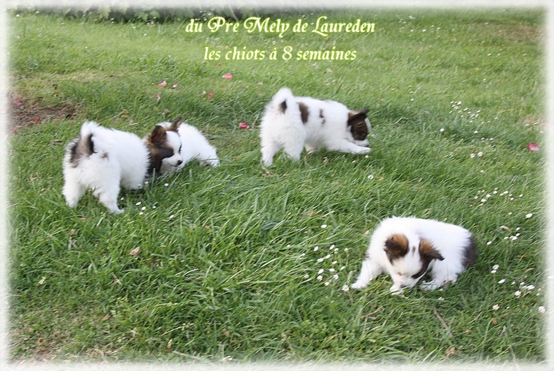 du Pre Mely de Laureden - Epagneul nain Continental (Papillon) - Portée née le 02/06/2012