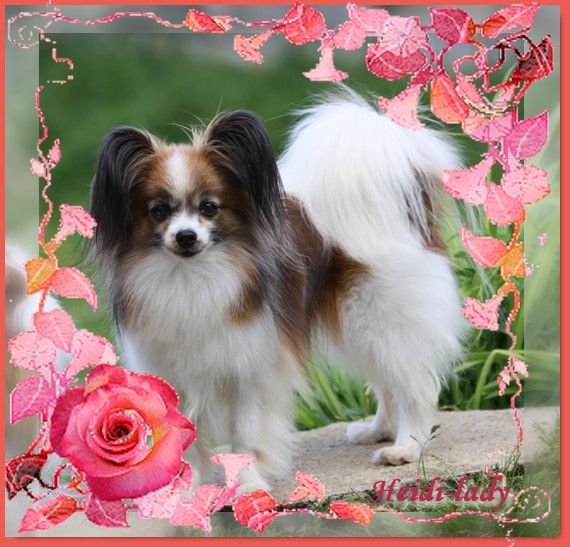 CH. Heidi-lady du Pre Mely de Laureden