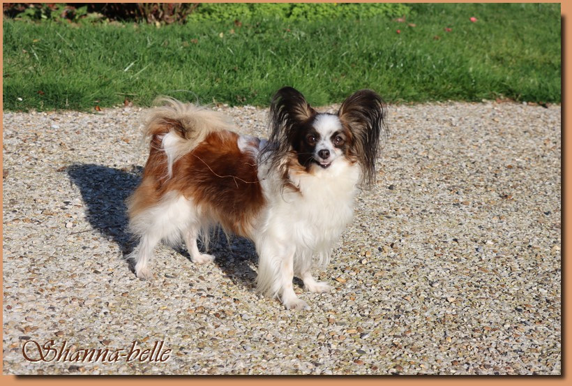 Shanna-belle du Pre Mely de Laureden