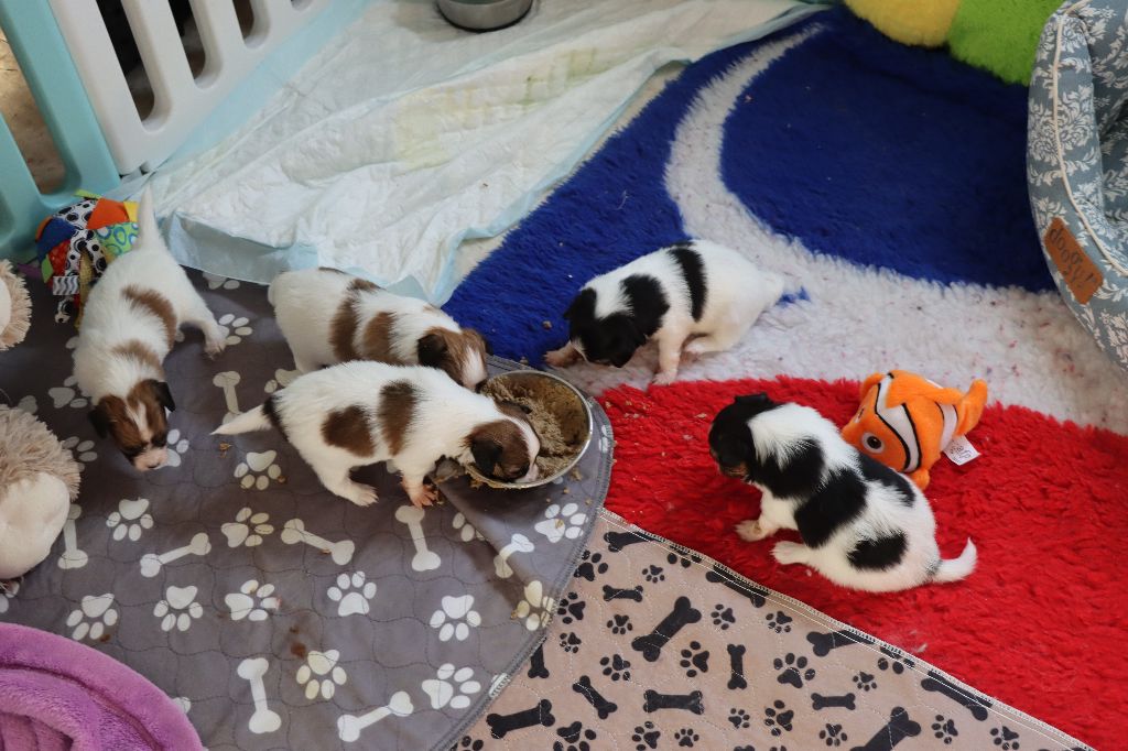 les chiots de Umila et Romané 