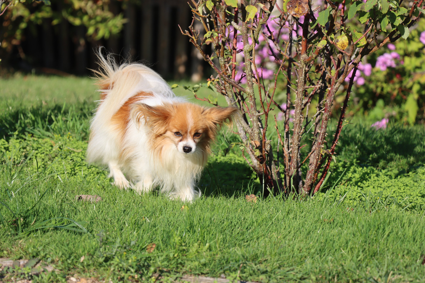 ROMANE-COMTE DE NUIT
