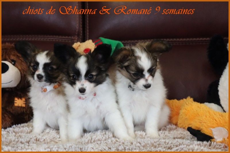 du Pre Mely de Laureden - Bébés de Shanna et Romané