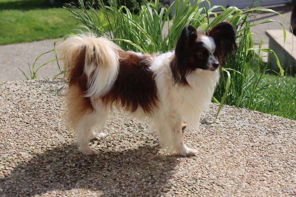 du Pre Mely de Laureden - SHANNA-BELLE