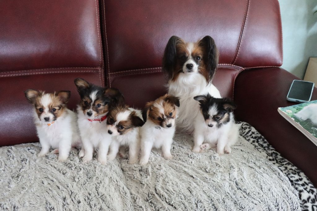 du Pre Mely de Laureden - les 4 mois des bébés d'Umila