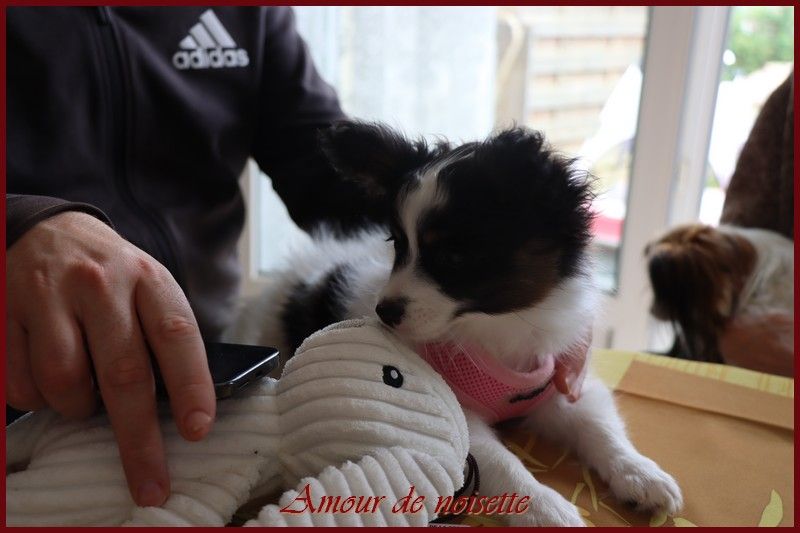 du Pre Mely de Laureden - AMOUR DE NOISETTE