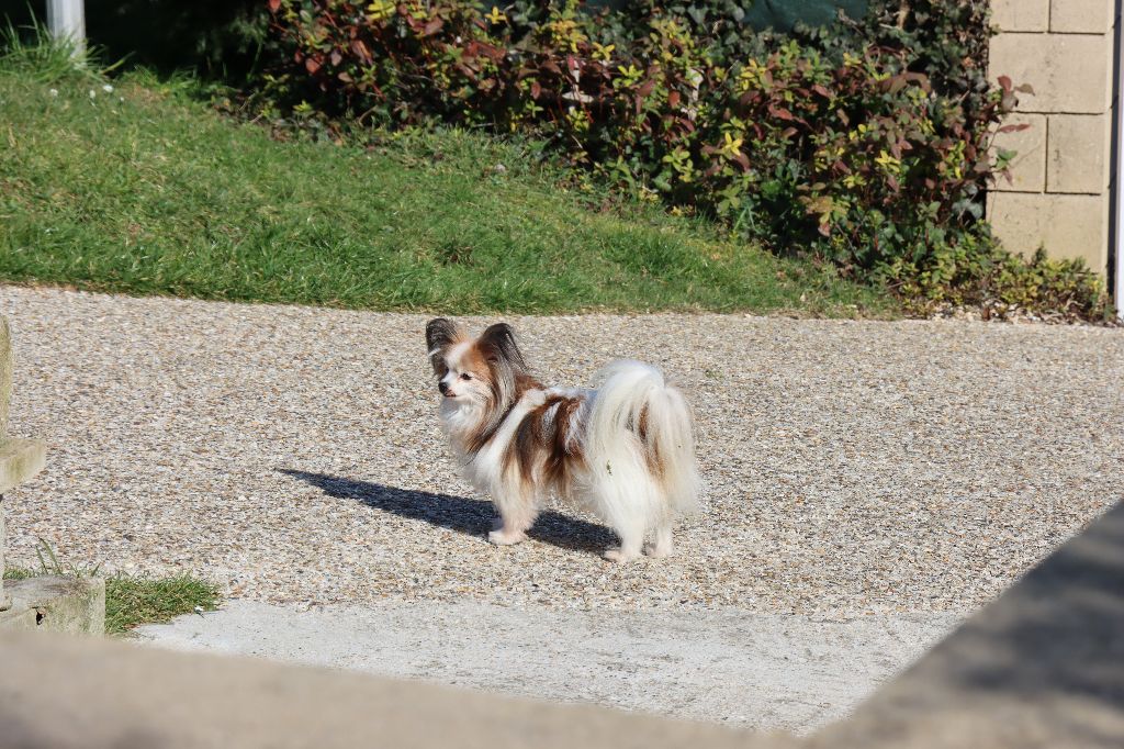 du Pre Mely de Laureden - HEIDI-LADY