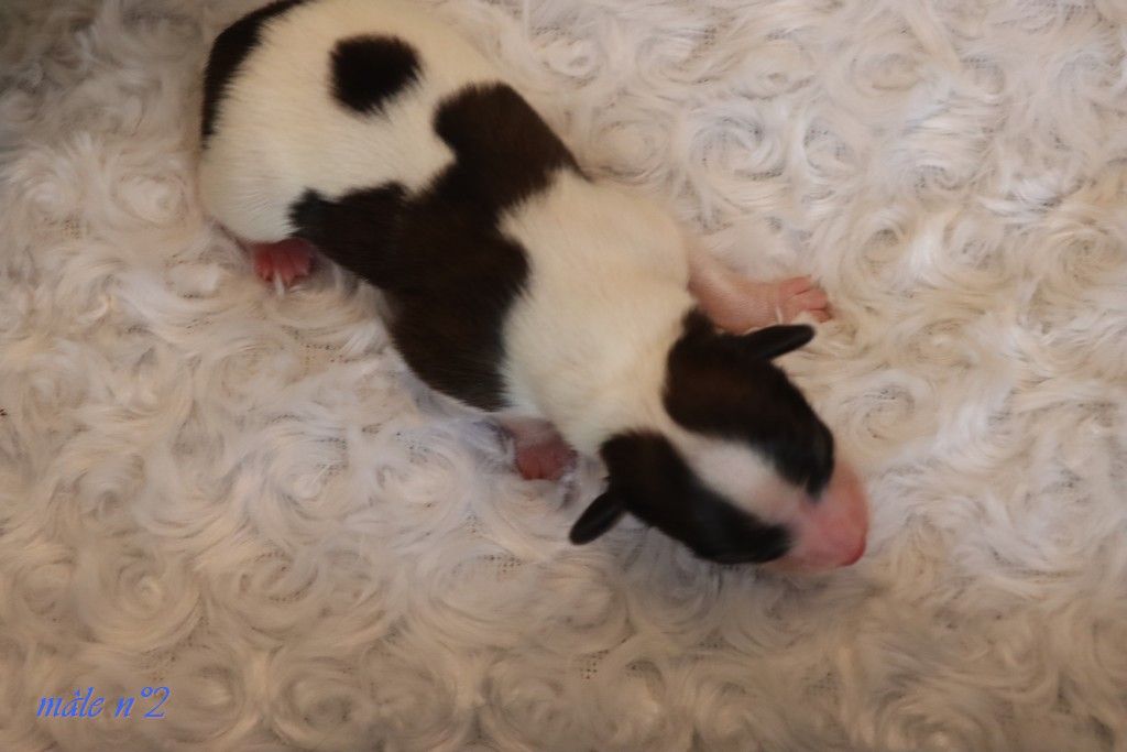 du Pre Mely de Laureden - Chiots disponibles - Epagneul nain Continental (Papillon)