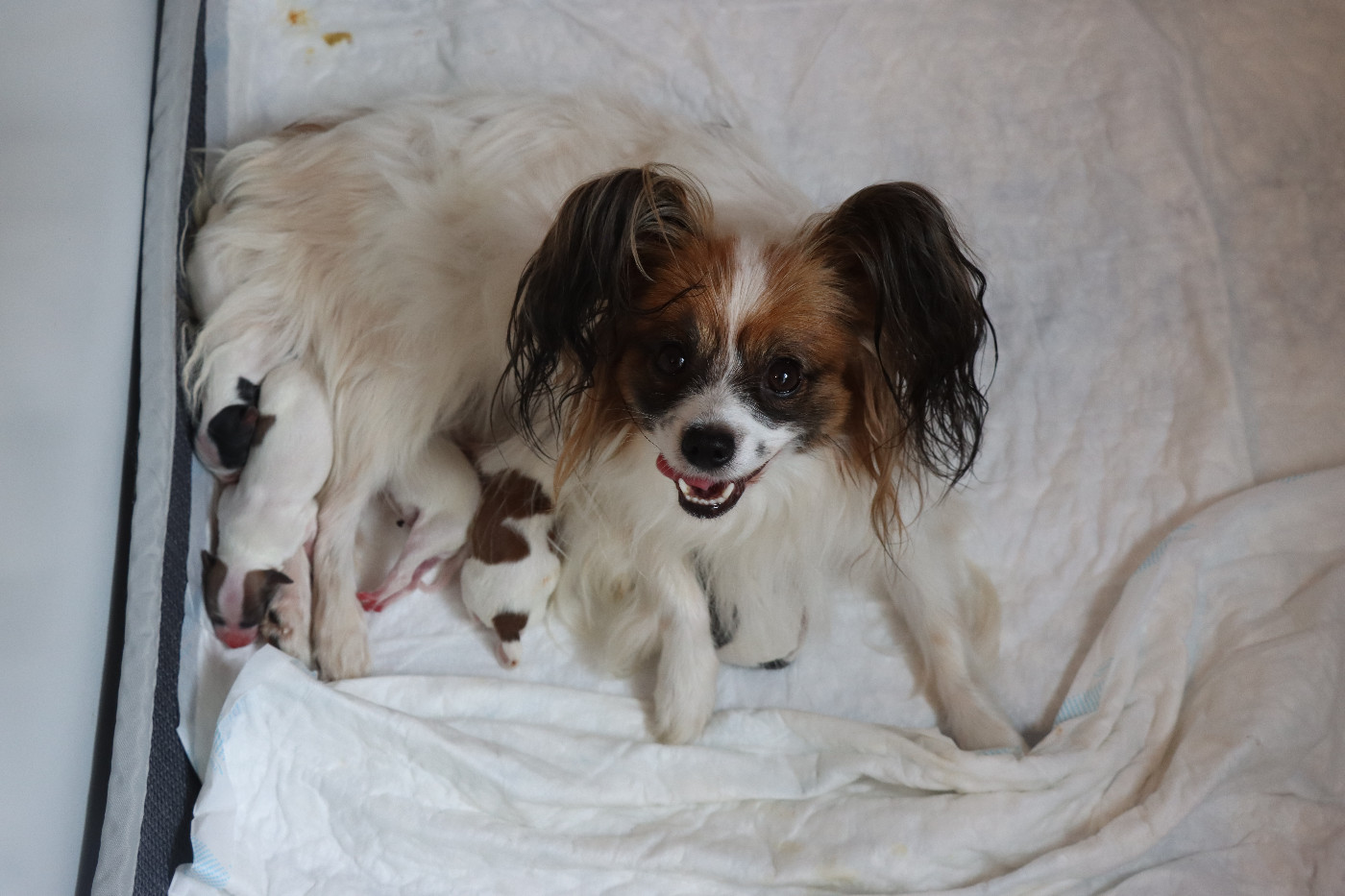 Chiot Epagneul nain Continental (Papillon) du Pre Mely de Laureden