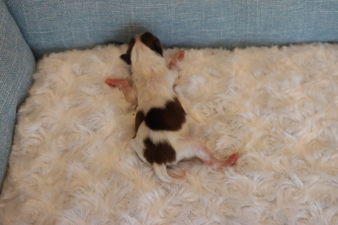 du Pre Mely de Laureden - Chiots disponibles - Epagneul nain Continental (Papillon)