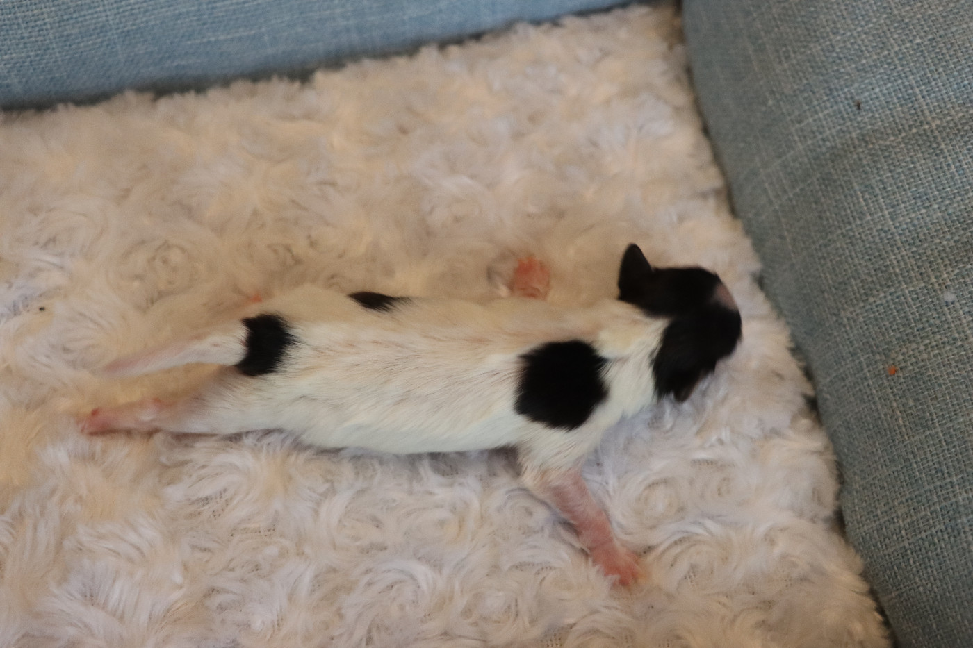 du Pre Mely de Laureden - Chiots disponibles - Epagneul nain Continental (Papillon)