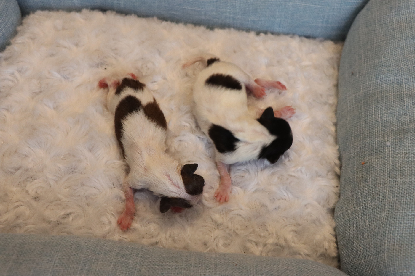 Chiot Epagneul nain Continental (Papillon) du Pre Mely de Laureden