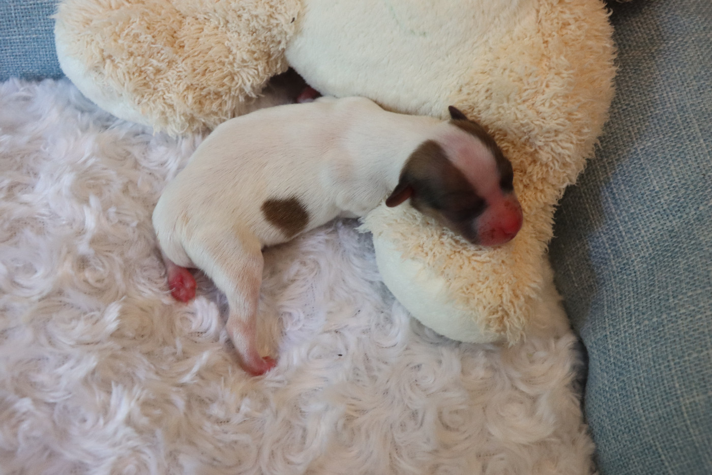 du Pre Mely de Laureden - Chiots disponibles - Epagneul nain Continental (Papillon)
