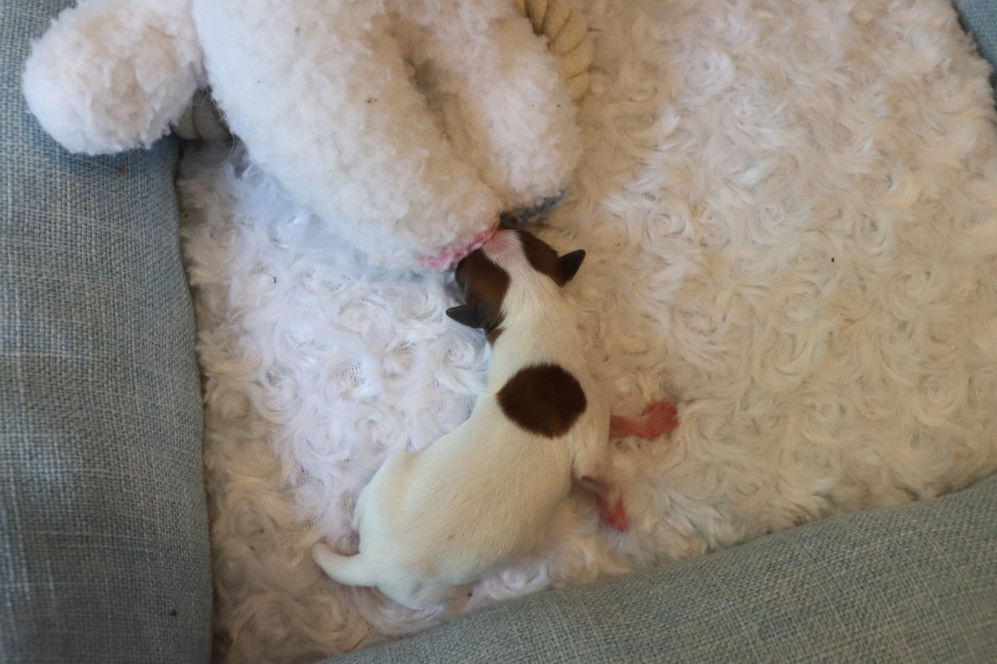 du Pre Mely de Laureden - Chiots disponibles - Epagneul nain Continental (Papillon)