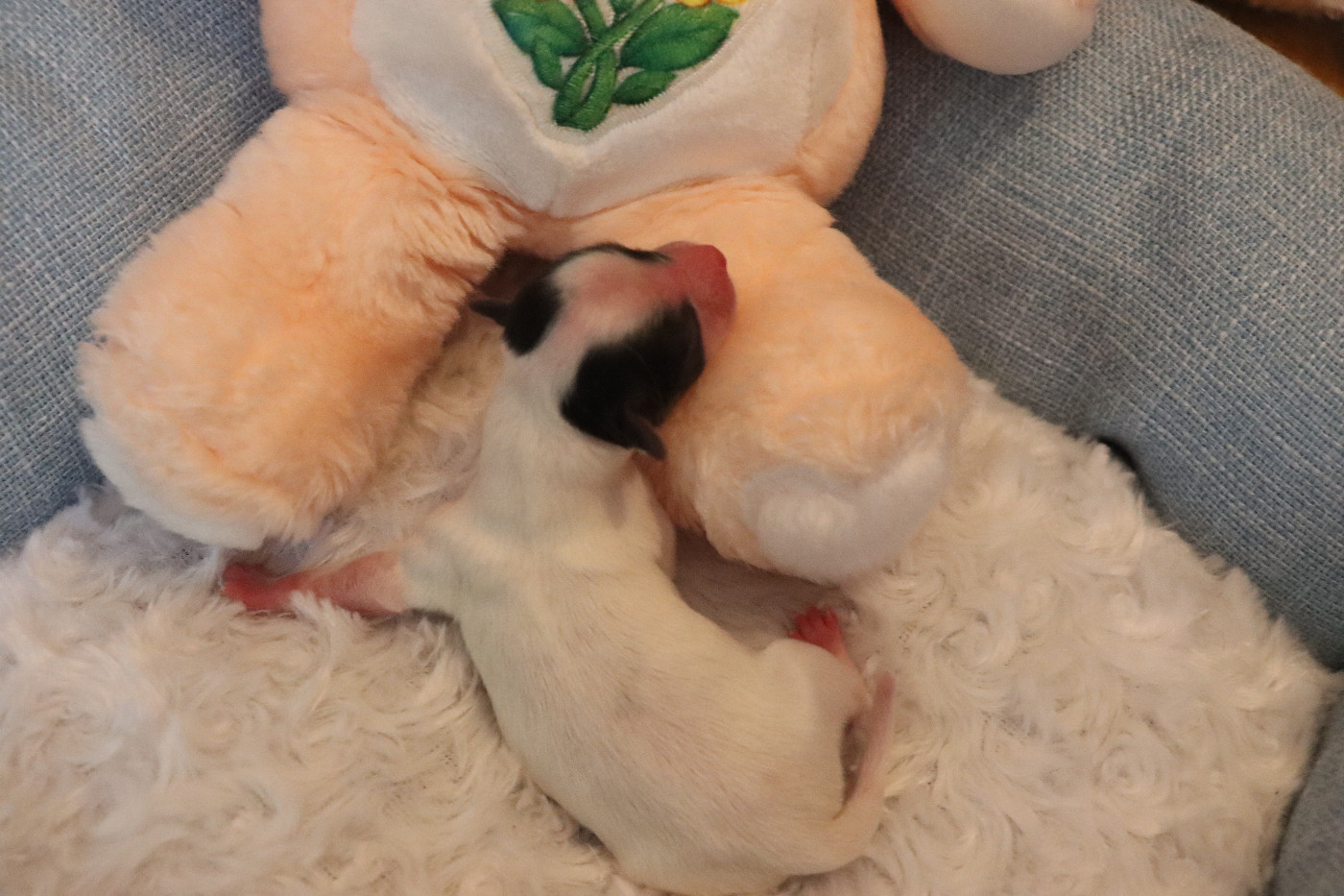 du Pre Mely de Laureden - Chiots disponibles - Epagneul nain Continental (Papillon)