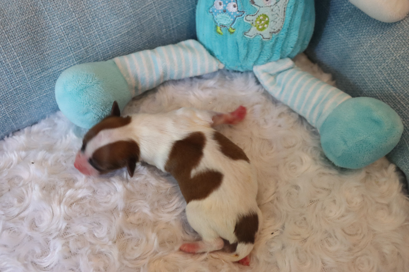 du Pre Mely de Laureden - Chiots disponibles - Epagneul nain Continental (Papillon)