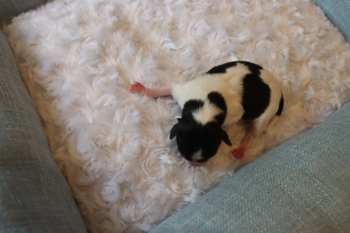 du Pre Mely de Laureden - Chiots disponibles - Epagneul nain Continental (Papillon)