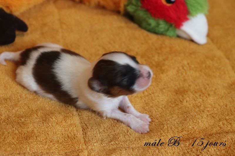 du Pre Mely de Laureden - Chiots disponibles - Epagneul nain Continental (Papillon)