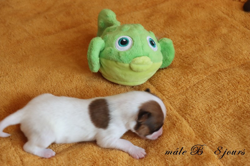 du Pre Mely de Laureden - Chiots disponibles - Epagneul nain Continental (Papillon)