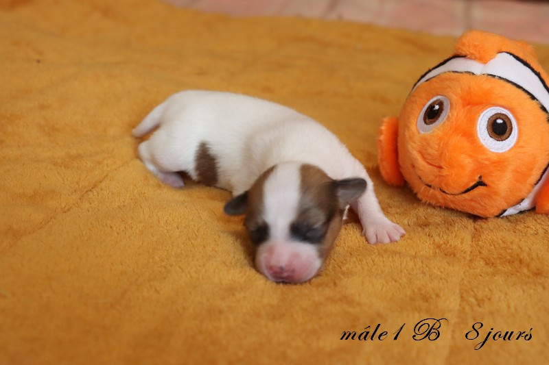 du Pre Mely de Laureden - Chiots disponibles - Epagneul nain Continental (Papillon)