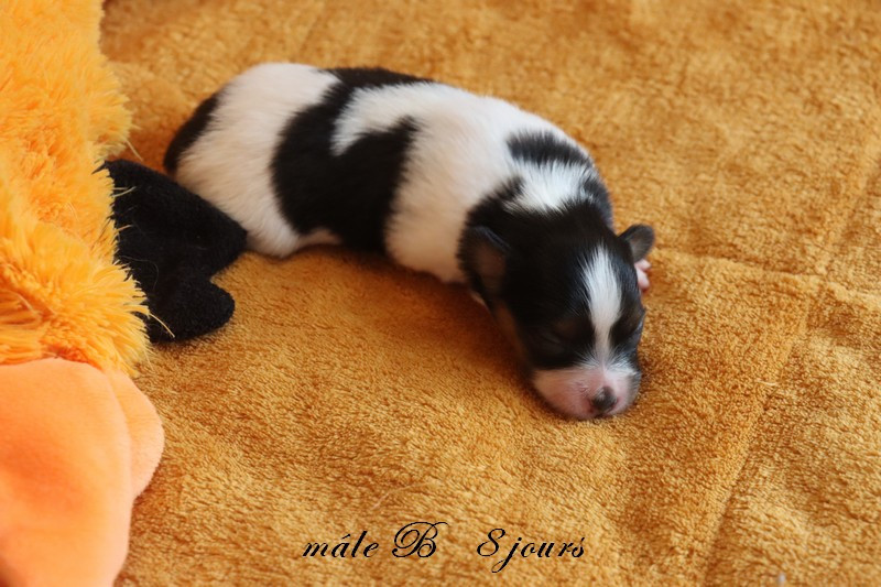 du Pre Mely de Laureden - Chiots disponibles - Epagneul nain Continental (Papillon)