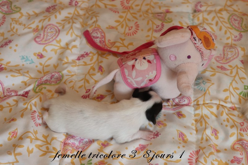 du Pre Mely de Laureden - Chiots disponibles - Epagneul nain Continental (Papillon)
