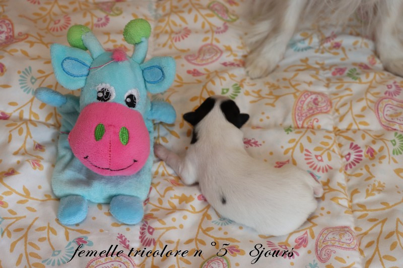 du Pre Mely de Laureden - Chiots disponibles - Epagneul nain Continental (Papillon)