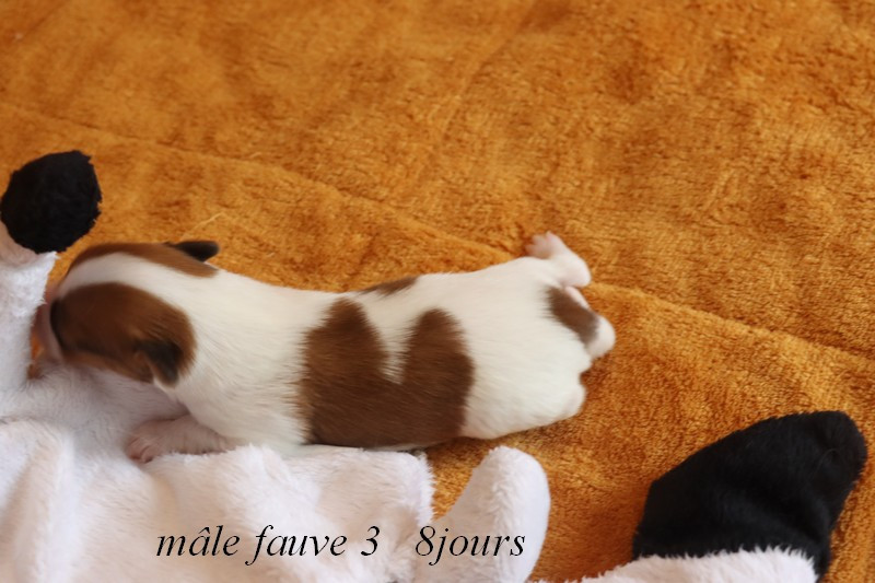 du Pre Mely de Laureden - Chiots disponibles - Epagneul nain Continental (Papillon)