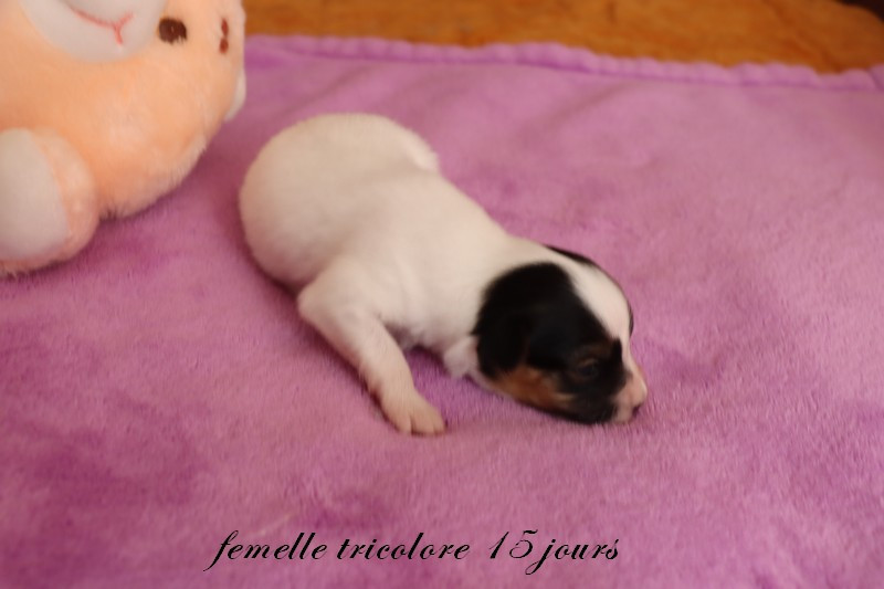 du Pre Mely de Laureden - Chiots disponibles - Epagneul nain Continental (Papillon)