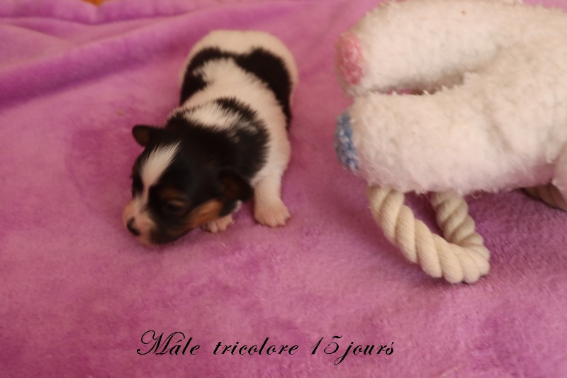 du Pre Mely de Laureden - Chiots disponibles - Epagneul nain Continental (Papillon)