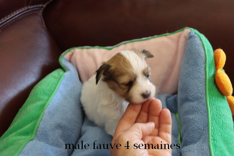 du Pre Mely de Laureden - Chiots disponibles - Epagneul nain Continental (Papillon)