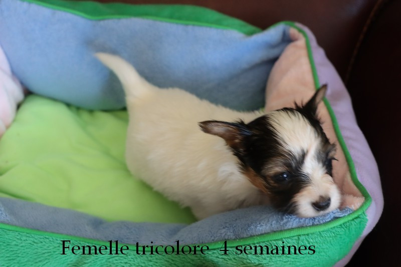 du Pre Mely de Laureden - Chiots disponibles - Epagneul nain Continental (Papillon)