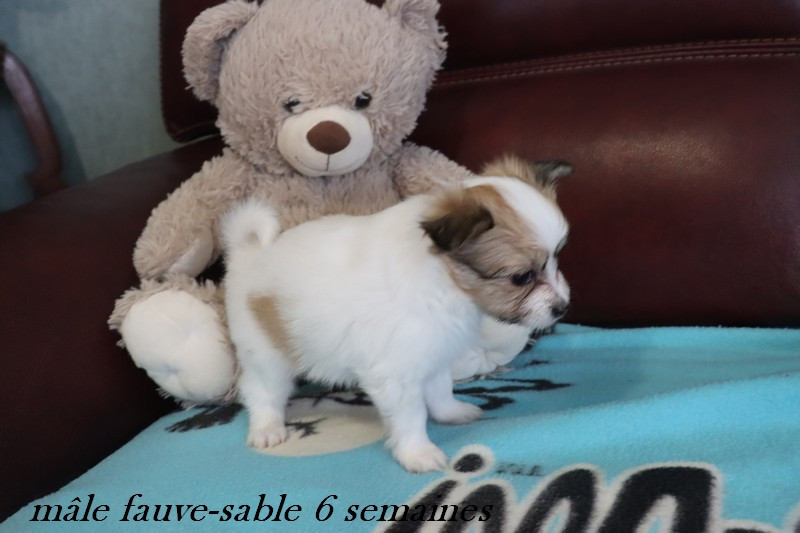 du Pre Mely de Laureden - Chiots disponibles - Epagneul nain Continental (Papillon)