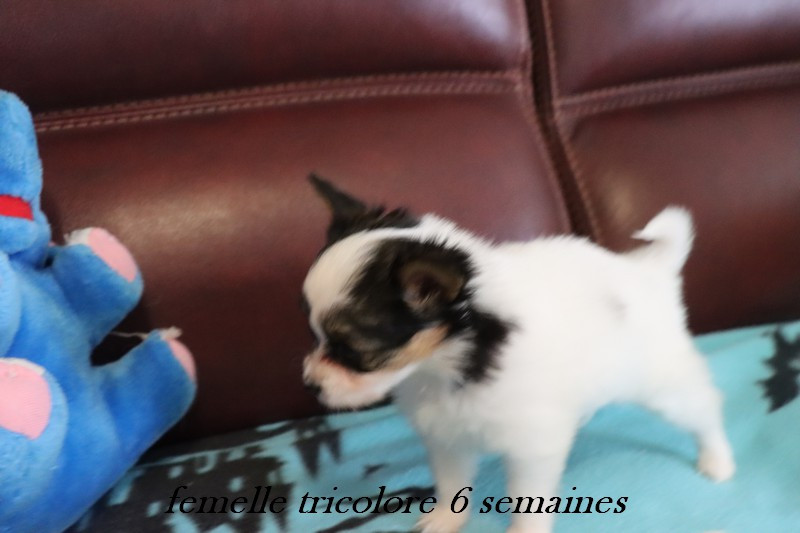 du Pre Mely de Laureden - Chiots disponibles - Epagneul nain Continental (Papillon)