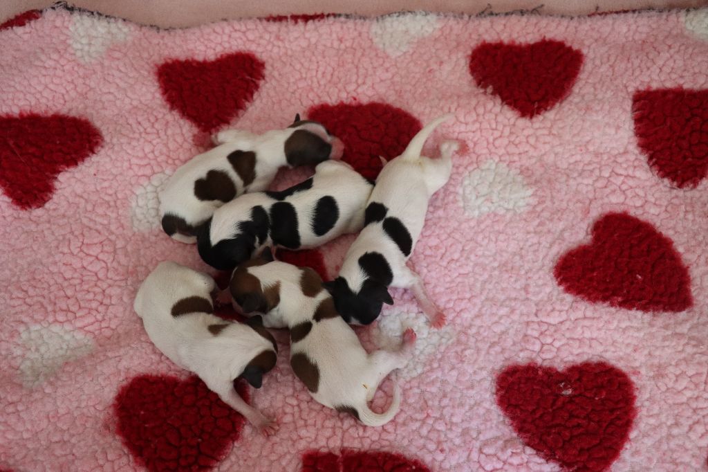 Chiot Epagneul nain Continental (Papillon) du Pre Mely de Laureden