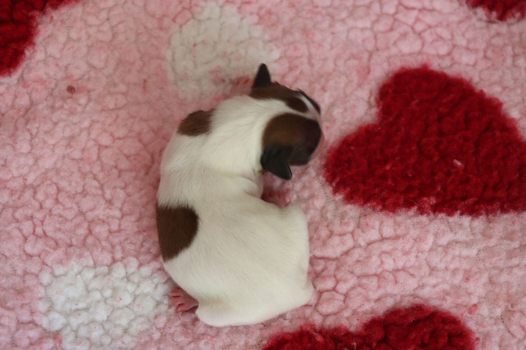 du Pre Mely de Laureden - Chiots disponibles - Epagneul nain Continental (Papillon)