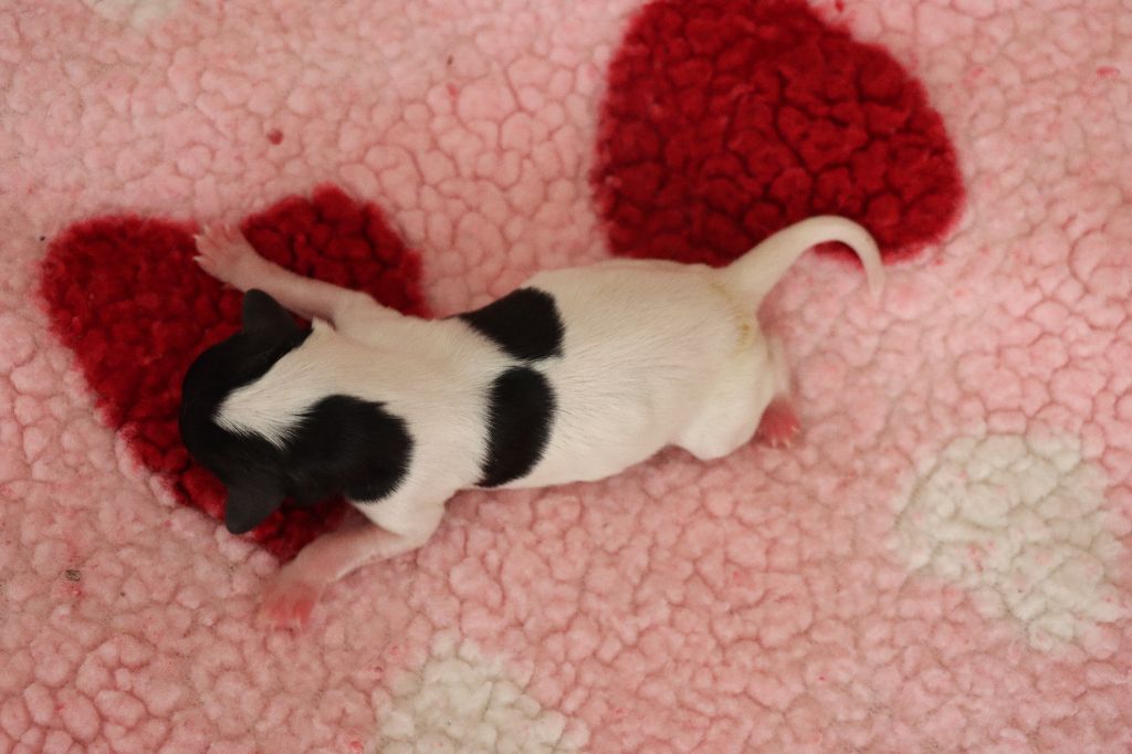 du Pre Mely de Laureden - Chiots disponibles - Epagneul nain Continental (Papillon)