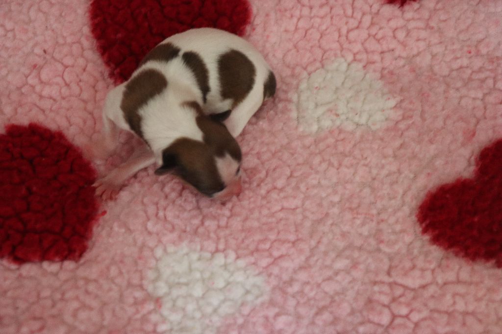 du Pre Mely de Laureden - Chiots disponibles - Epagneul nain Continental (Papillon)