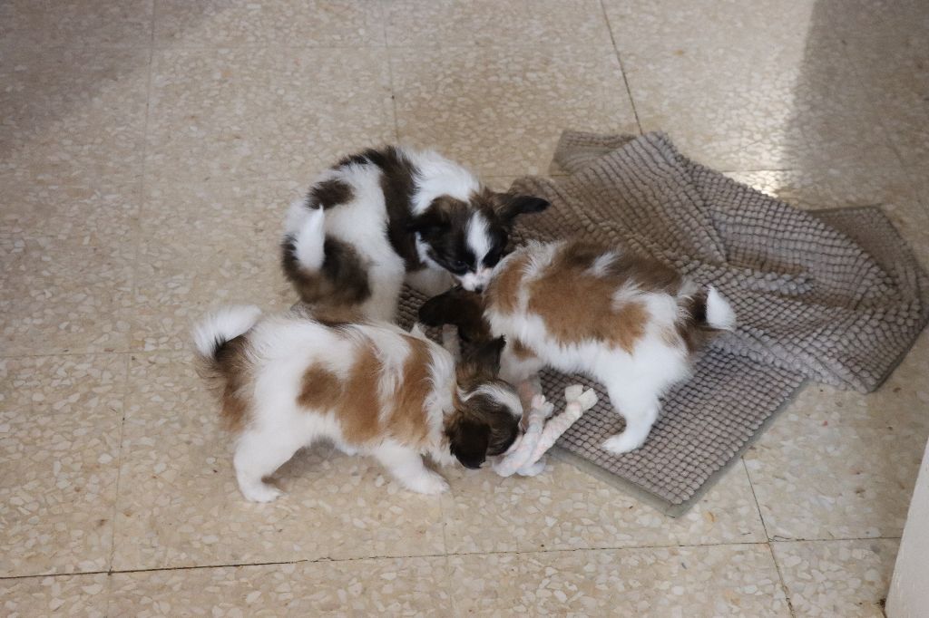 Chiot Epagneul nain Continental (Papillon) du Pre Mely de Laureden