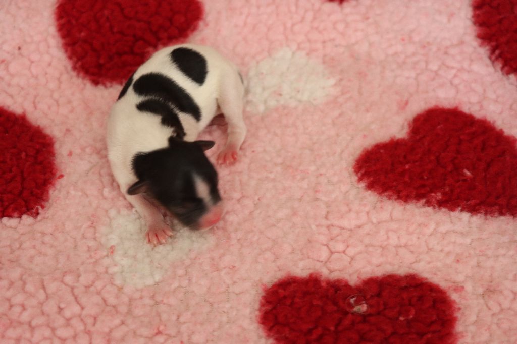 du Pre Mely de Laureden - Chiots disponibles - Epagneul nain Continental (Papillon)