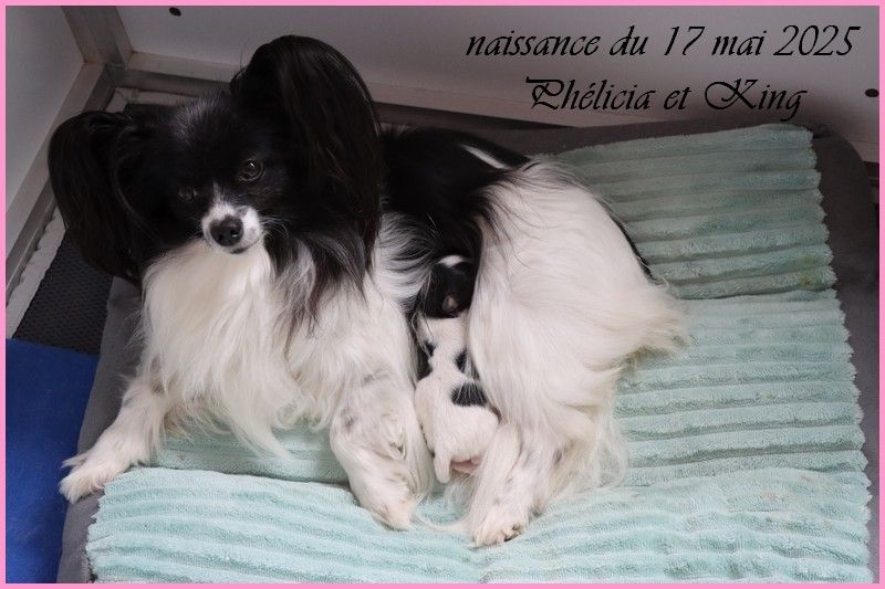 du Pre Mely de Laureden - Epagneul nain Continental (Papillon) - Portée née le 17/05/2025