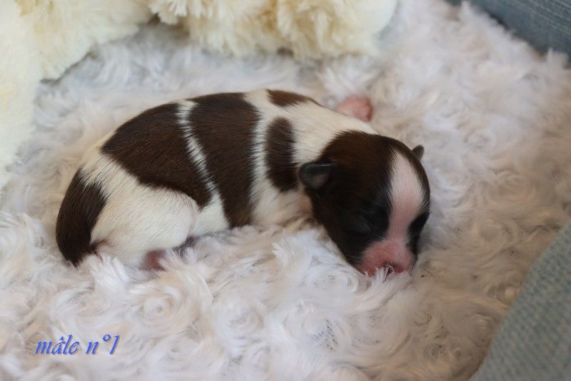 du Pre Mely de Laureden - Chiots disponibles - Epagneul nain Continental (Papillon)